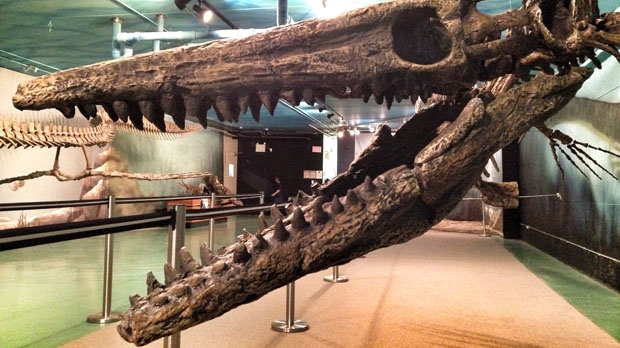 모던 박물관(Morden)의 모사사우루스(mosasaur) 해골(skeletons) 모음이 새로 추가되었습니다.