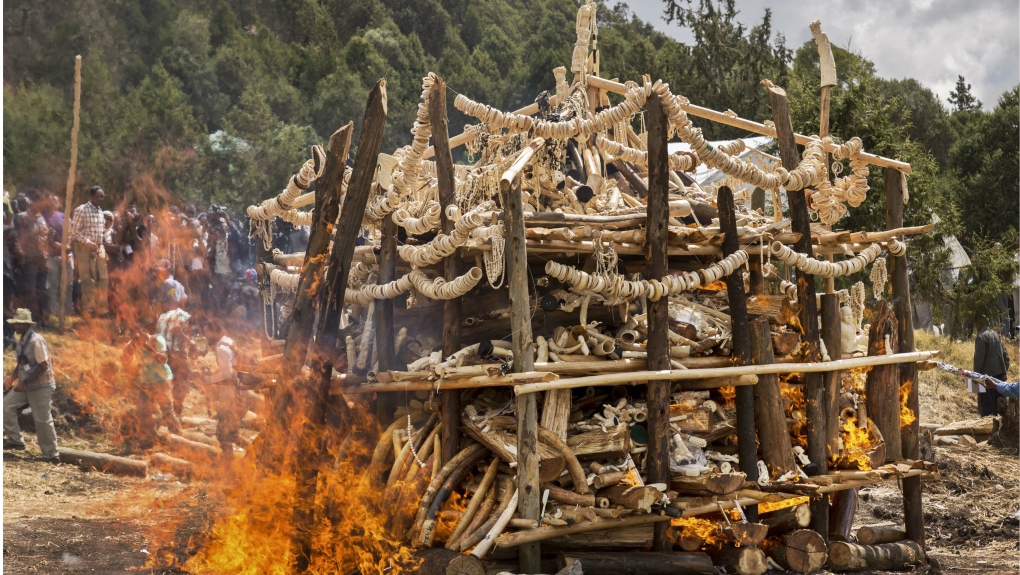 Ethiopia burns 6.1 tons of ivory