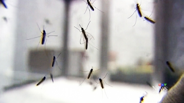 Le zanzare infettate dal virus del Nilo occidentale sono state trovate in diverse comunità del Manitoba portando a un avvertimento