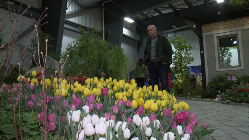 Man looks at tulips at the Home and Garden Show 