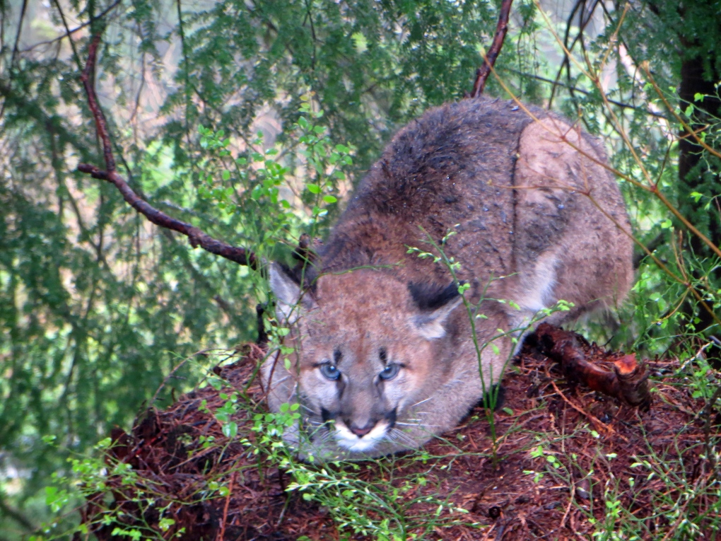 Cougar sighting in Upper Lynn Valley