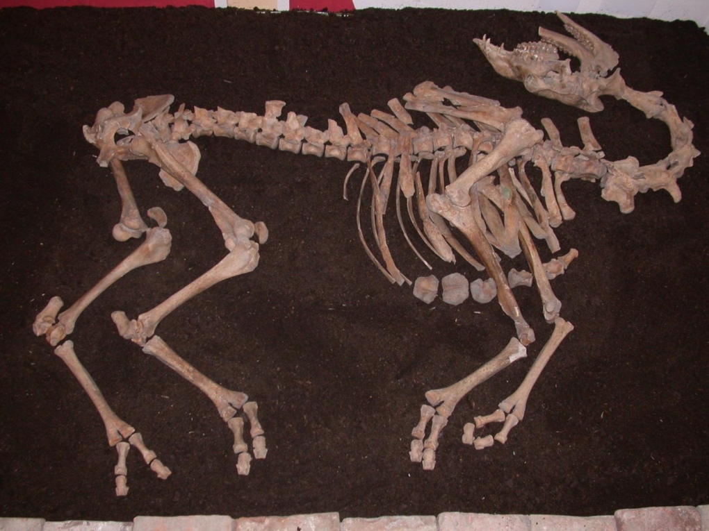 Camel skeleton