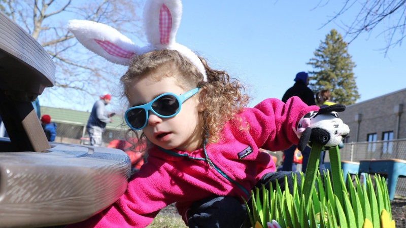 Hailey Giarraffa, 3, of Buffalo Grove, reaches for plastic eggs hidden under a bench at Nutphree's Bakery's first food free Easter egg hunt for children with food allergies at Trinity United Methodist Church on Saturday, March 28, 2015, in Mount Prospect, Ill. (Daily Herald, George LeClaire)