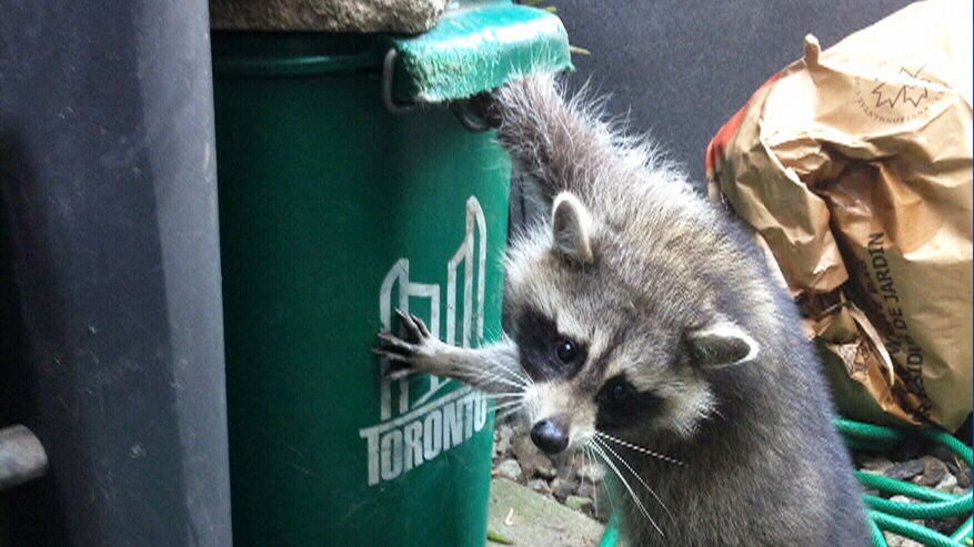 Making a racoon proof green bin