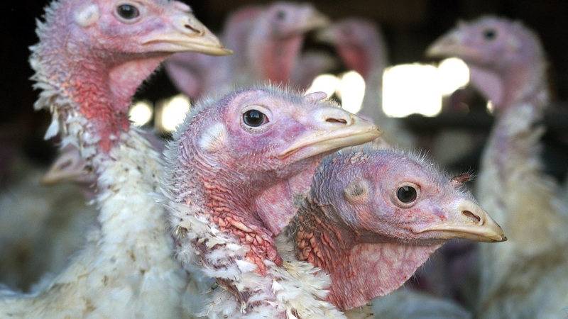 Turkeys are pictured at a turkey farm near Sauk Centre, Minn., Nov. 2, 2005. (AP / Janet Hostetter)