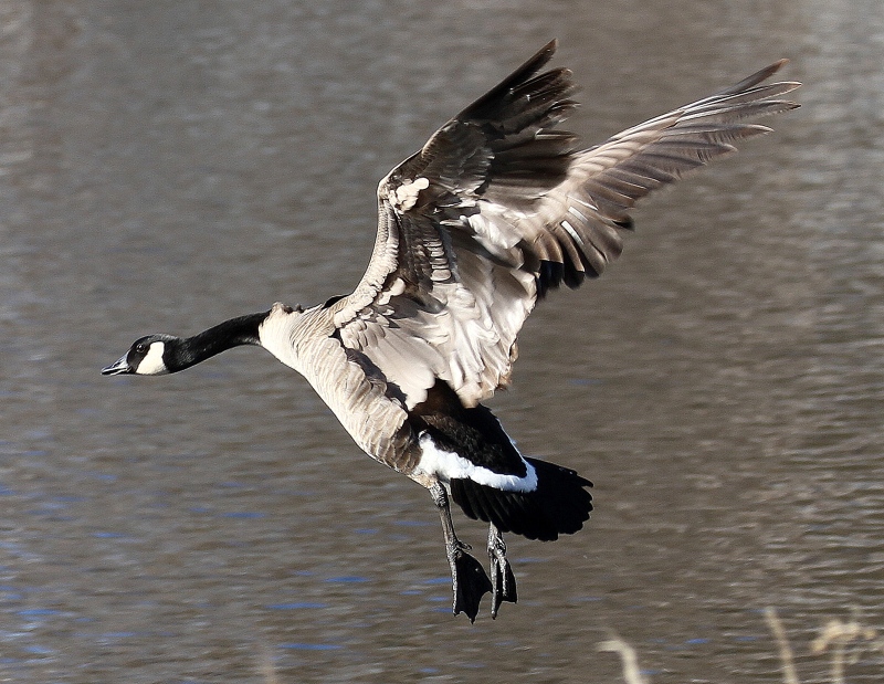 A Canada Goose taking flight over the Mississippi River at Carleton Place, Ont. (Judith Gustafsson/CTV Viewer)