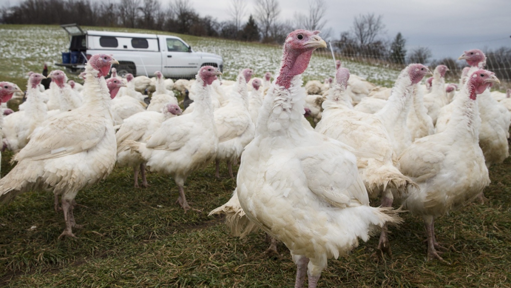 29 Ontario farms now under bird flu quarantine, only one infected, CFIA