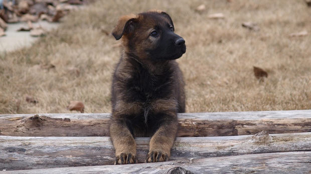 RCMP - puppy naming contest