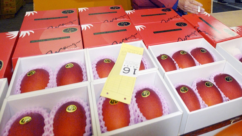 A pair of mangoes is auctioned off at the wholesale market in Miyazaki in Japan's southern island of Kyushu. (AFP PHOTO / JIJI PRESS)