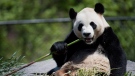 Da Mao eats bamboo at the Toronto Zoo on Thursday, May 16, 2013. (Nathan Denette / THE CANADIAN PRESS)