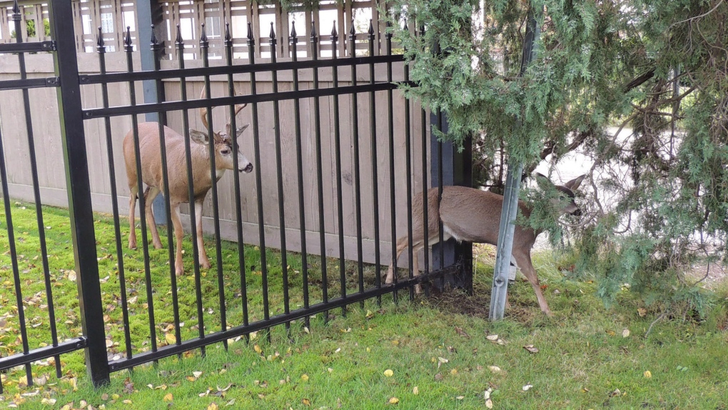 Deer in Oak Bay, B.C.