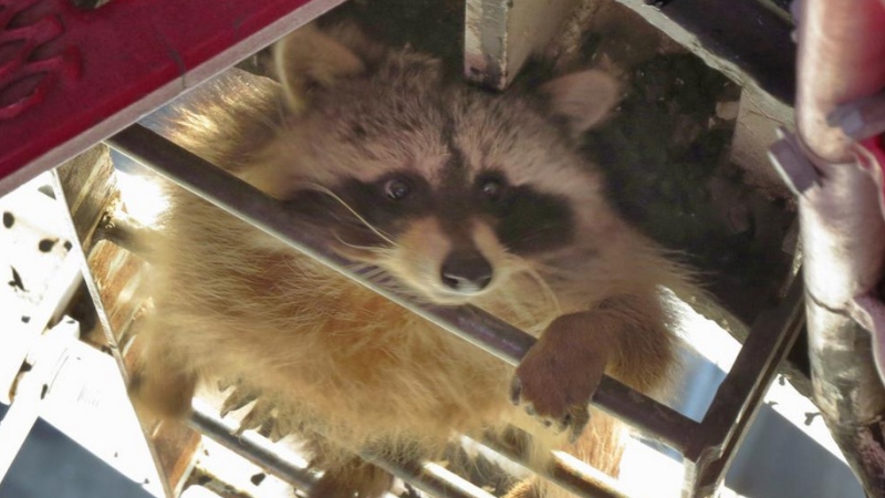 A raccoon clings to the ladder of a crane over Toronto on Thursday, April 16, 2015. (Twitter / @SkyJacked793)