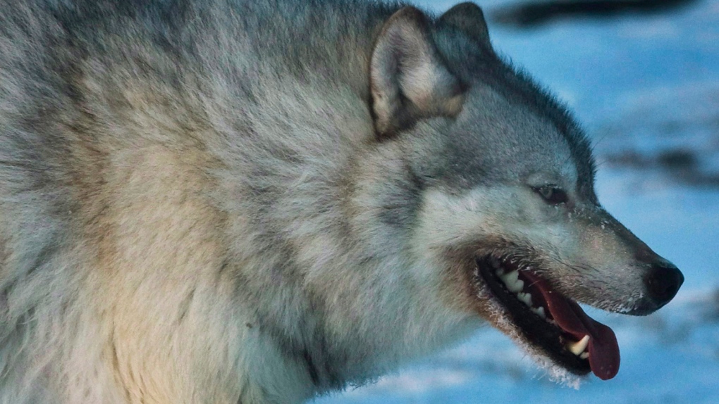 Wolf on the tundra