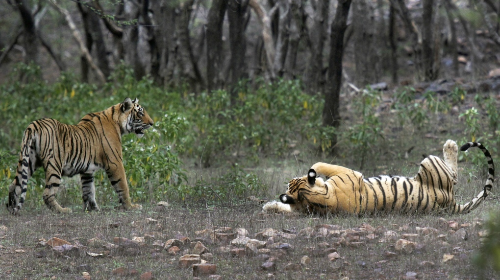 Scientists worry about misunderstood tiger numbers