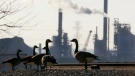 Geese hang out in Hamilton, Ont., on Tuesday, Dec. 10, 2002. (Kevin Frayer/The Canadian Press)