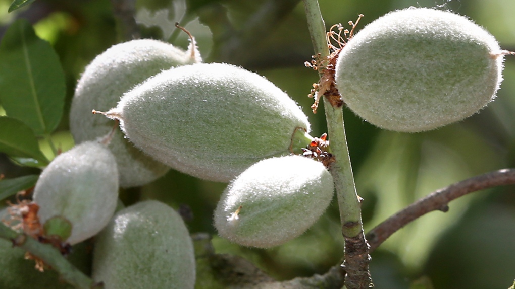 Almonds growing in a Calif. orchard