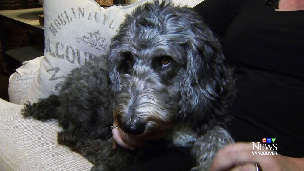 B.C. looks to crack down on fake service dogs