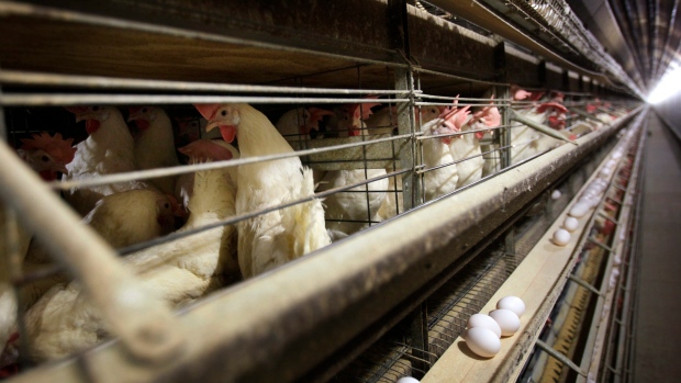 Funzionari statunitensi confermano che l’influenza aviaria è stata rilevata a New York