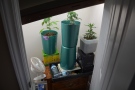 Chatham-Kent police say they removed marijuana plants from a home in Blenheim, Ont. (Courtesy Chatham-Kent police)