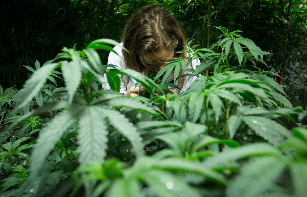 Medical Marijuana in BC