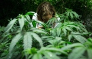 Medical marijuana plants are shown at a medical marijuana facility in Richmond, B.C., on March 21, 2014. (Darryl Dyck / THE CANADIAN PRESS)