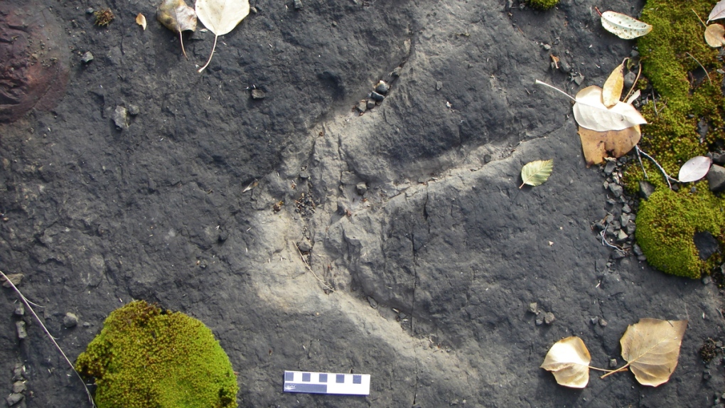 A dinosaur footprint near Williston Lake, B.C.