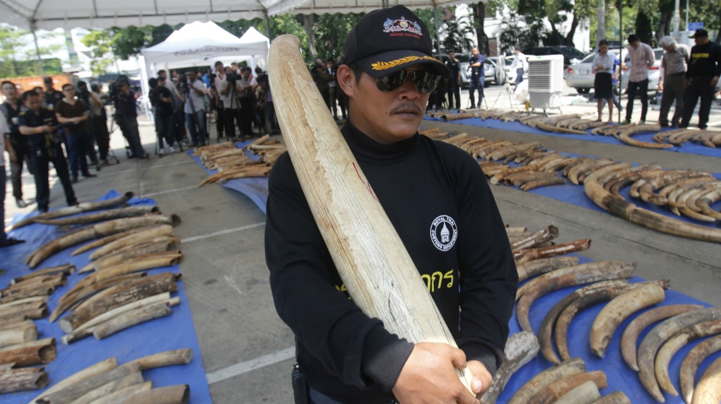 Ivory seized in Thailand