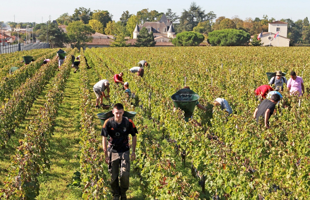 Bordeaux France vineyard grapes