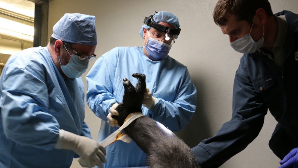 Gorilla gets foot surgery