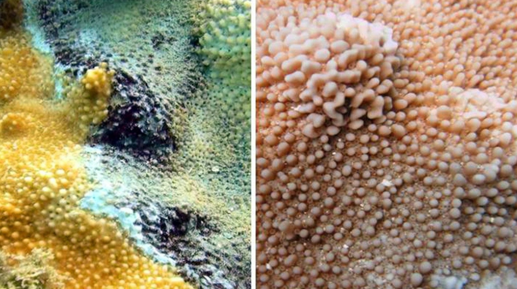 Coral disease in Hawaii