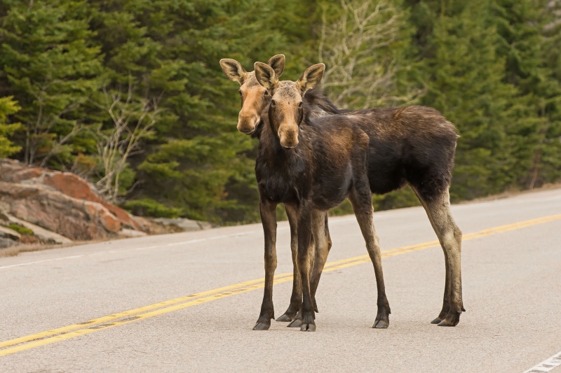 A pair of moose twins in Algonquin Park in beautiful spring weather. (Ray Pregent/CTV Viewer)