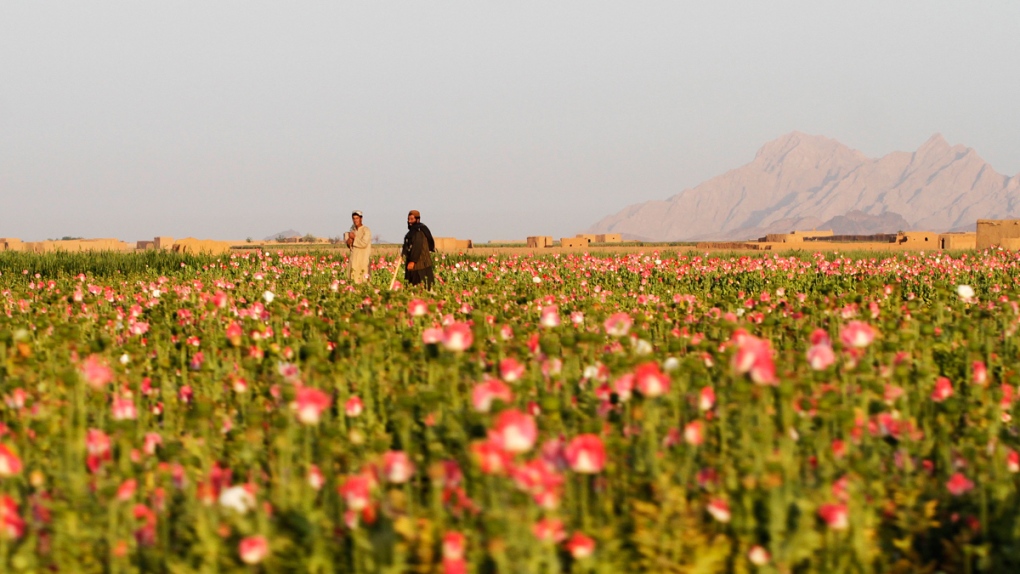 Afghan farmers harvest raw opium