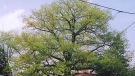 A tree believed to be the City of Toronto's largest red oak stands in a North York backyard. (City of Toronto)