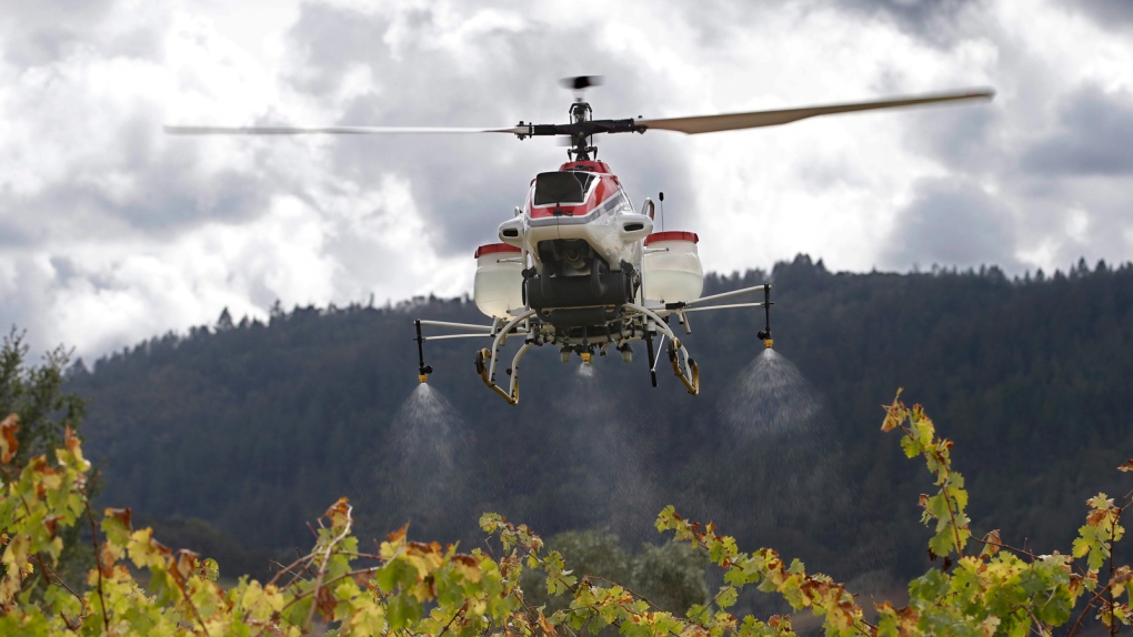 Yamaha RMax drone helicopter sprays crops