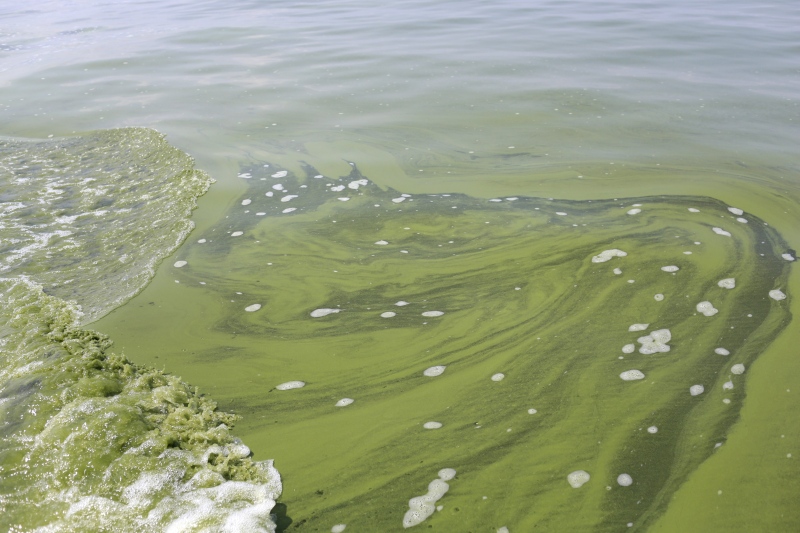 This Aug. 3, 2014 file photo shows Algae near the City of Toledo water intake crib, in Lake Erie, about 2.5 miles off the shore of Curtice, Ohio. Ohio's governor and environmental chief are starting to ask some of their neighbours to look into what else they can do to cut down on the pollutants -- primarily phosphorus -- that end up in the lake's tributaries. (AP/Haraz N. Ghanbari, File)