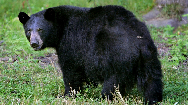 A black bear walks across the ground in Lyme, N.H., on Wednesday, Aug. 1, 2007. (AP Photo/Cheryl Senter)