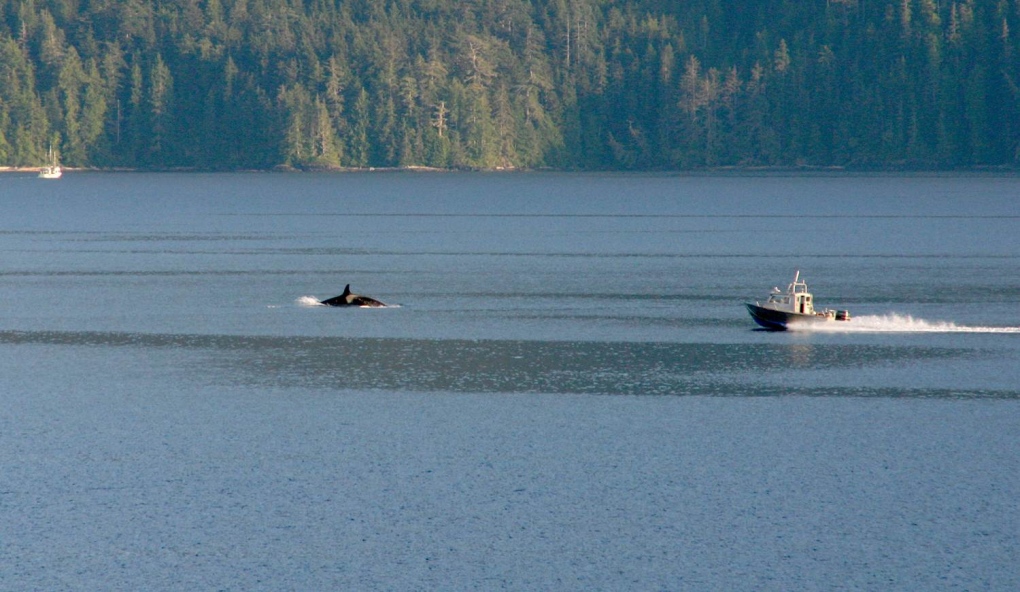 orcas near nanaimo