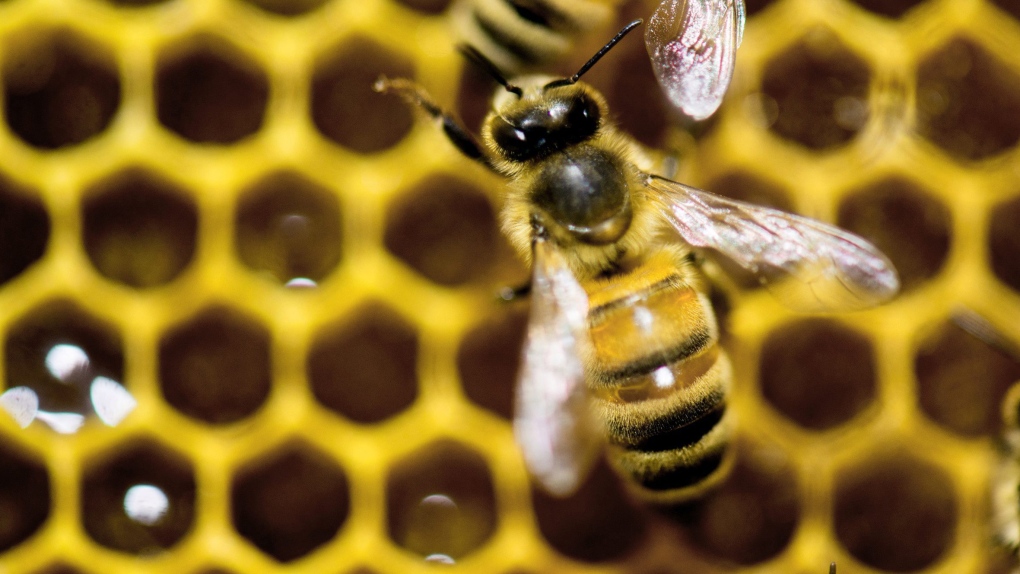 White House plan to feed honeybees