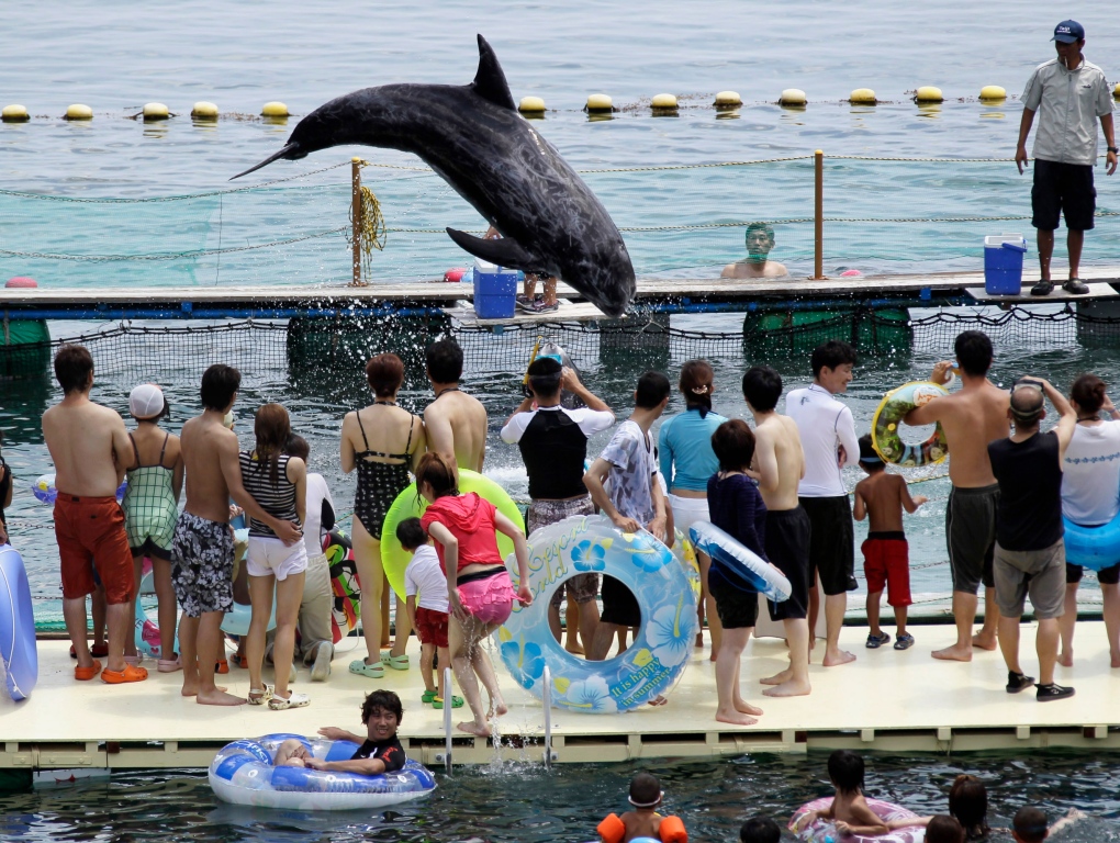 Dolphin in Japan