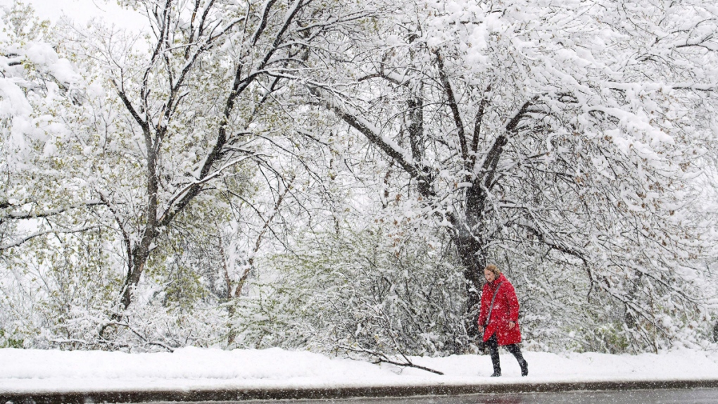 A woman makes her way through a spring snowstorm