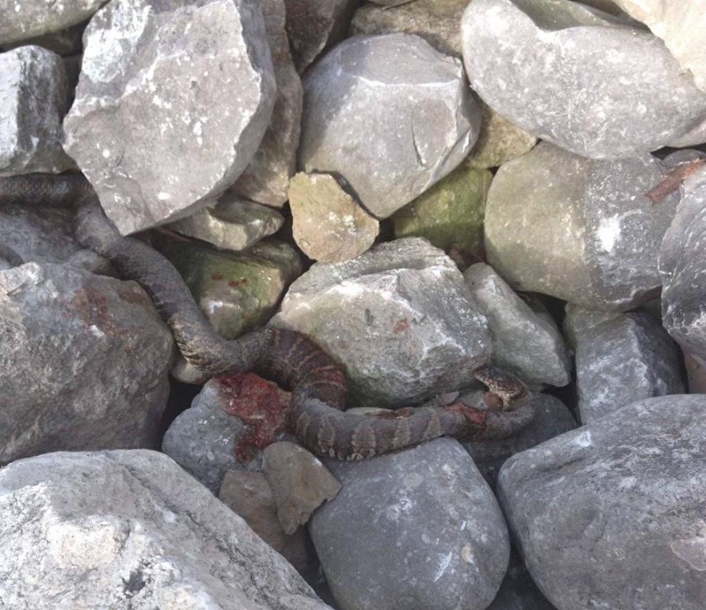 Northern water snake attacked