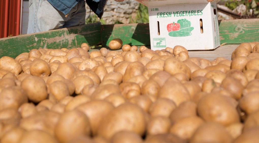 Potatoes on a farm 