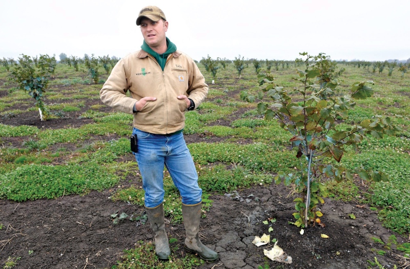 Farmer Telly Wirth of Tangent, Ore., stands in his three-year-old hazelnut orchard east in this photo taken on Nov. 9, 2011. (THE ASSOCIATED PRESS / David Patton)