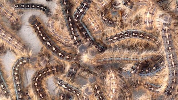 Tree pest caterpillars are shown in an undated file image.