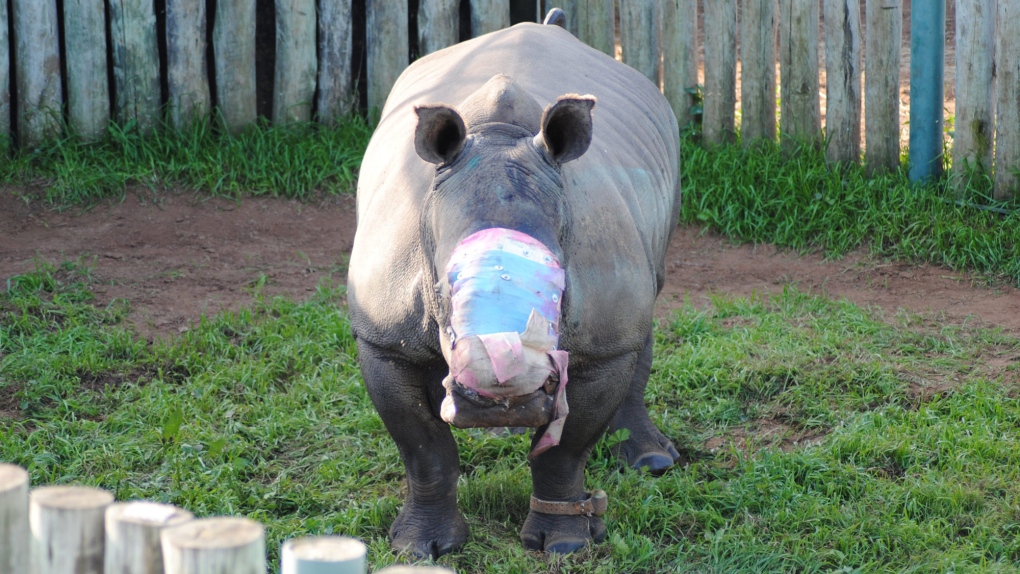 Rhino recovering after losing horn