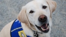 Caber, a police trauma dog, sat with a 10-year-old girl while she testified at a B.C. sex assault trial. (Sarah Swallow) 