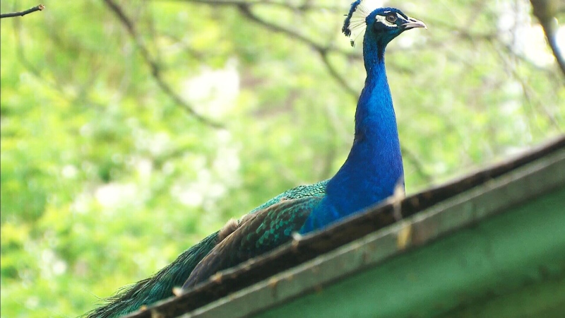 A peacock that escaped a west-end Toronto zoo earlier this week has been spotted in the Parkdale neighbourhood.