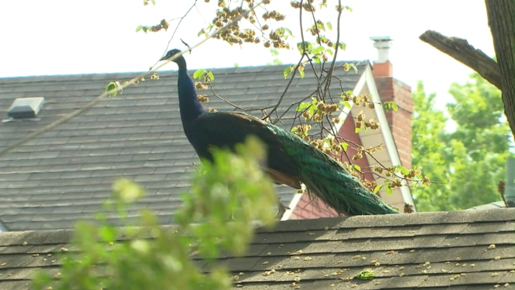 Escaped peacock 