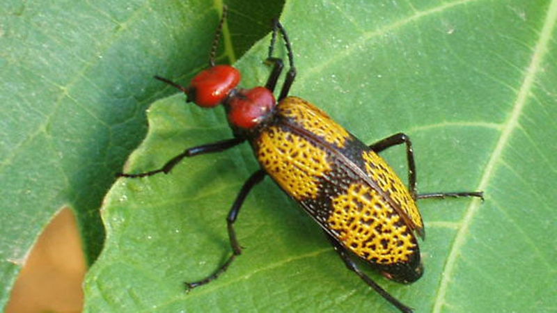 An Iron Cross Blister beetle of the type reported in pre-packaged salads. (CFIA)