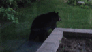 A black bear is shown in a Holland Landing backyard in May. (Twitter/@vauzah)